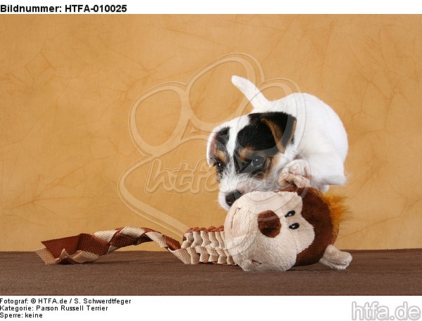 spielender Parson Russell Terrier Welpe / playing PRT puppy / HTFA-010025