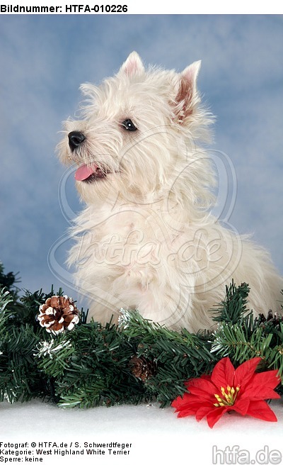 sitzender West Highland White Terrier Welpe / sitting West Highland White Terrier Puppy / HTFA-010226