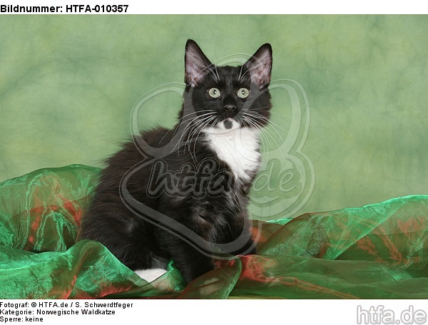 sitzendes Norwegisches Waldkätzchen / sitting Norwegian Forestcat kitten / HTFA-010357