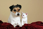 Parson Russell Terrier und Kätzchen / parson russell terrier and kitten