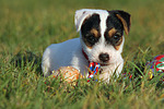 spielender Parson Russell Terrier Welpe / playing PRT puppy