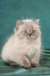 sitzendes Perser Colourpoint Kätzchen / sitting persian colourpoint kitten