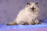 sitzendes Perser Colourpoint Kätzchen / sitting persian colourpoint kitten