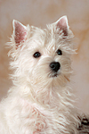 West Highland White Terrier Welpe / West Highland White Terrier Puppy