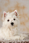 liegender West Highland White Terrier Welpe / lying West Highland White Terrier Puppy