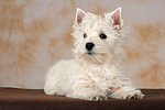 liegender West Highland White Terrier Welpe / lying West Highland White Terrier Puppy