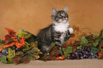 sitzendes Norwegisches Waldkätzchen / sitting Norwegian Forestcat kitten