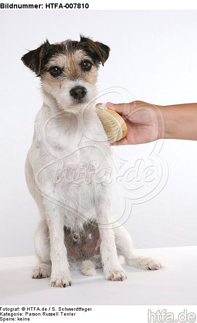 Parson Russell Terrier / HTFA-007810