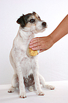 Parson Russell Terrier