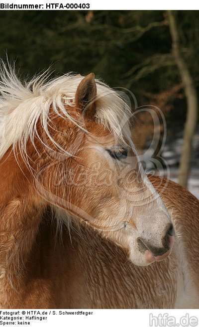 Haflinger Portrait / haflinger horse portrait / HTFA-000403