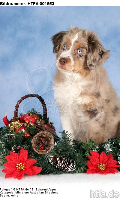 Miniature Australian Shepherd Welpe / miniature australian shepherd puppy / HTFA-001653