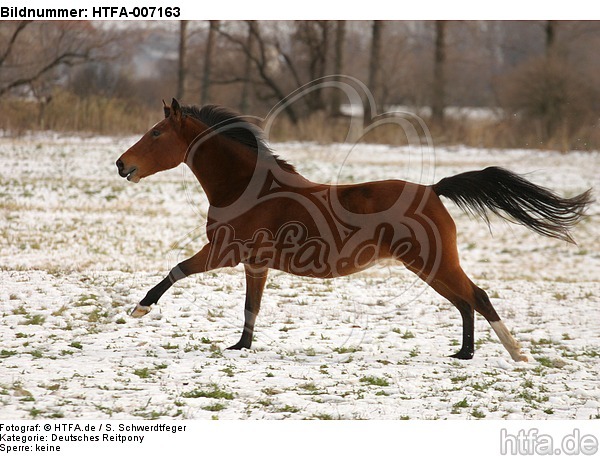 Deutsches Reitpony / pony / HTFA-007163