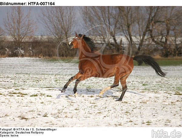 Deutsches Reitpony / pony / HTFA-007164