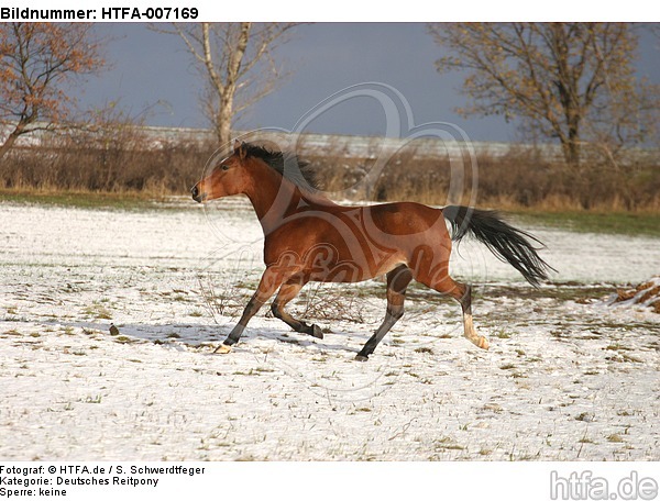 Deutsches Reitpony / pony / HTFA-007169