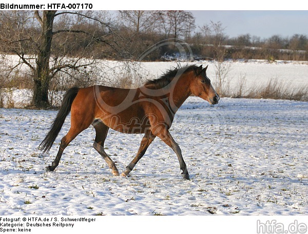 Deutsches Reitpony / pony / HTFA-007170