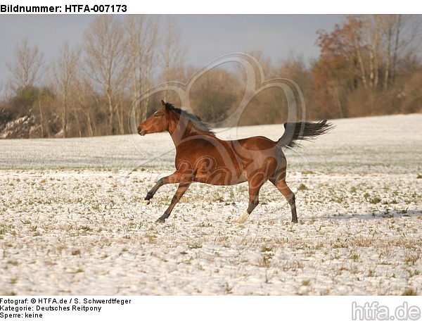 Deutsches Reitpony / pony / HTFA-007173