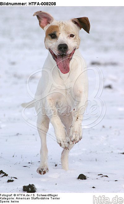 rennender American Staffordshire Terrier / running american staffordshire terrier / HTFA-008208