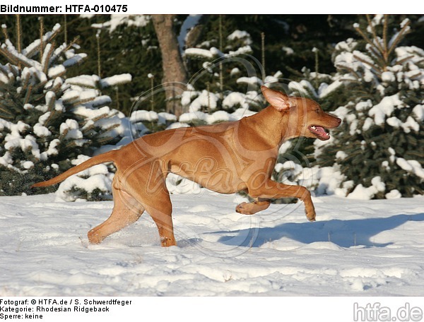 rennender Rhodesian Ridgeback / running Rhodesian Ridgeback / HTFA-010475