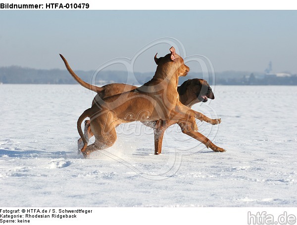 spielende Rhodesian Ridgebacks / playing Rhodesian Ridgebacks / HTFA-010479