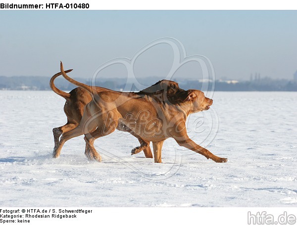 spielende Rhodesian Ridgebacks / playing Rhodesian Ridgebacks / HTFA-010480