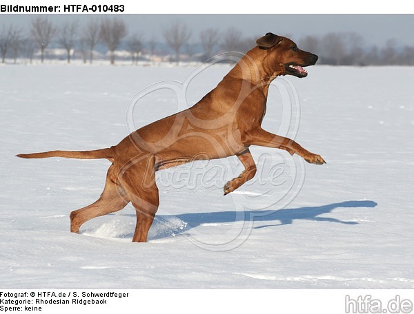 rennender Rhodesian Ridgeback / running Rhodesian Ridgeback / HTFA-010483