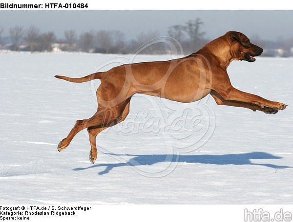 rennender Rhodesian Ridgeback / running Rhodesian Ridgeback / HTFA-010484