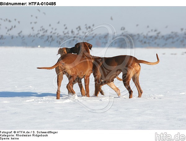 3 Rhodesian Ridgebacks im Schnee / 3 Rhodesian Ridgebacks in snow / HTFA-010485