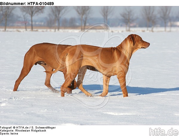 2 Rhodesian Ridgebacks im Schnee / 2 Rhodesian Ridgebacks in snow / HTFA-010489