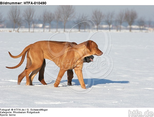 2 Rhodesian Ridgebacks im Schnee / 2 Rhodesian Ridgebacks in snow / HTFA-010490