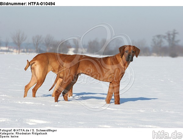 2 Rhodesian Ridgebacks im Schnee / 2 Rhodesian Ridgebacks in snow / HTFA-010494