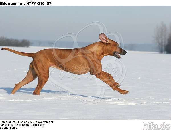 rennender Rhodesian Ridgeback / running Rhodesian Ridgeback / HTFA-010497