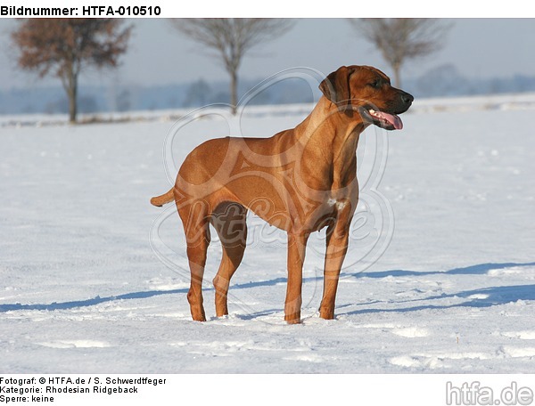 stehender Rhodesian Ridgeback / standing Rhodesian Ridgeback / HTFA-010510