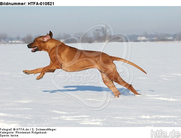 rennender Rhodesian Ridgeback / running Rhodesian Ridgeback / HTFA-010521