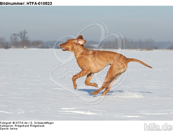 rennender Rhodesian Ridgeback / running Rhodesian Ridgeback / HTFA-010523