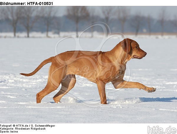 Rhodesian Ridgeback im Schnee / Rhodesian Ridgeback in snow / HTFA-010531