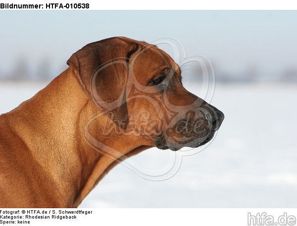 Rhodesian Ridgeback Portrait / HTFA-010538