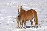 Haflinger / haflinger horses