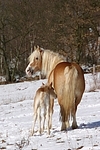 Haflinger / haflinger horses