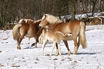 Haflinger / haflinger horses