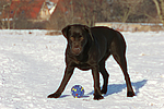 Labrador Retriever