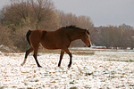 Deutsches Reitpony / pony