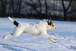 Parson Russell Terrier rennt durch den Schnee / prt running through snow