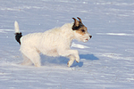 Parson Russell Terrier rennt durch den Schnee / prt running through snow