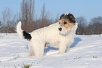 Parson Russell Terrier im Schnee / prt in snow