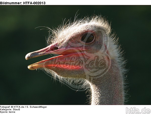 Stauß / ostrich / HTFA-002013