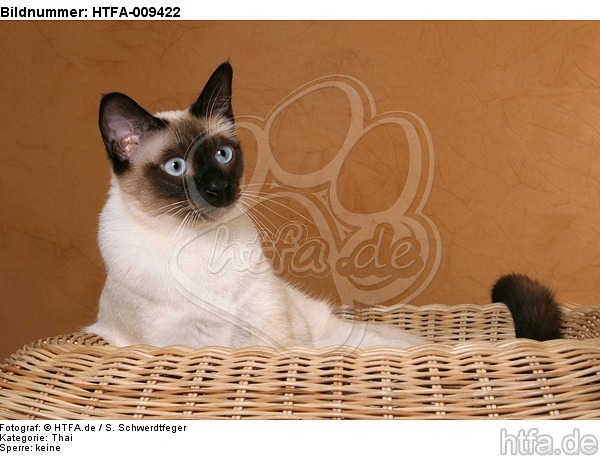 Thaikatze / thai / HTFA-009422