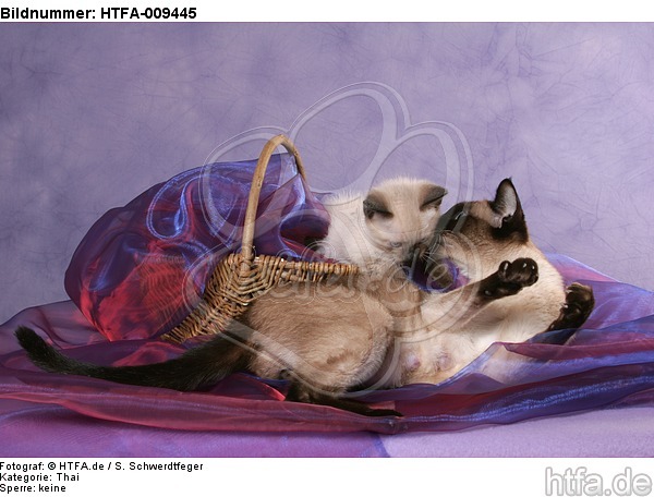 2 Thaikatzen / 2 thais / HTFA-009445