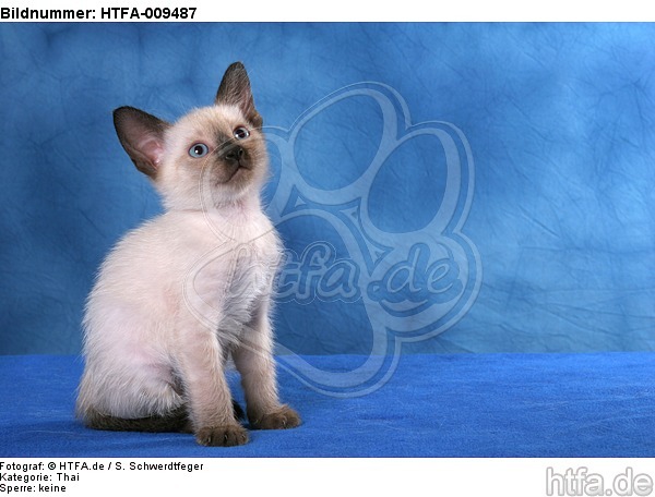 sitzendes Thai Kätzchen / sitting thai kitten / HTFA-009487