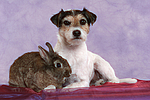 Parson Russell Terrier und Zwergkaninchen / dog and dwarf rabbit