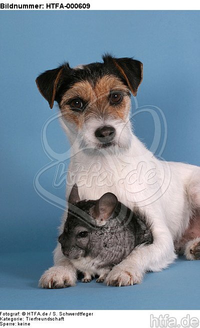 Parson Russell Terrier und Chinchilla / prt and chinchilla / HTFA-000609